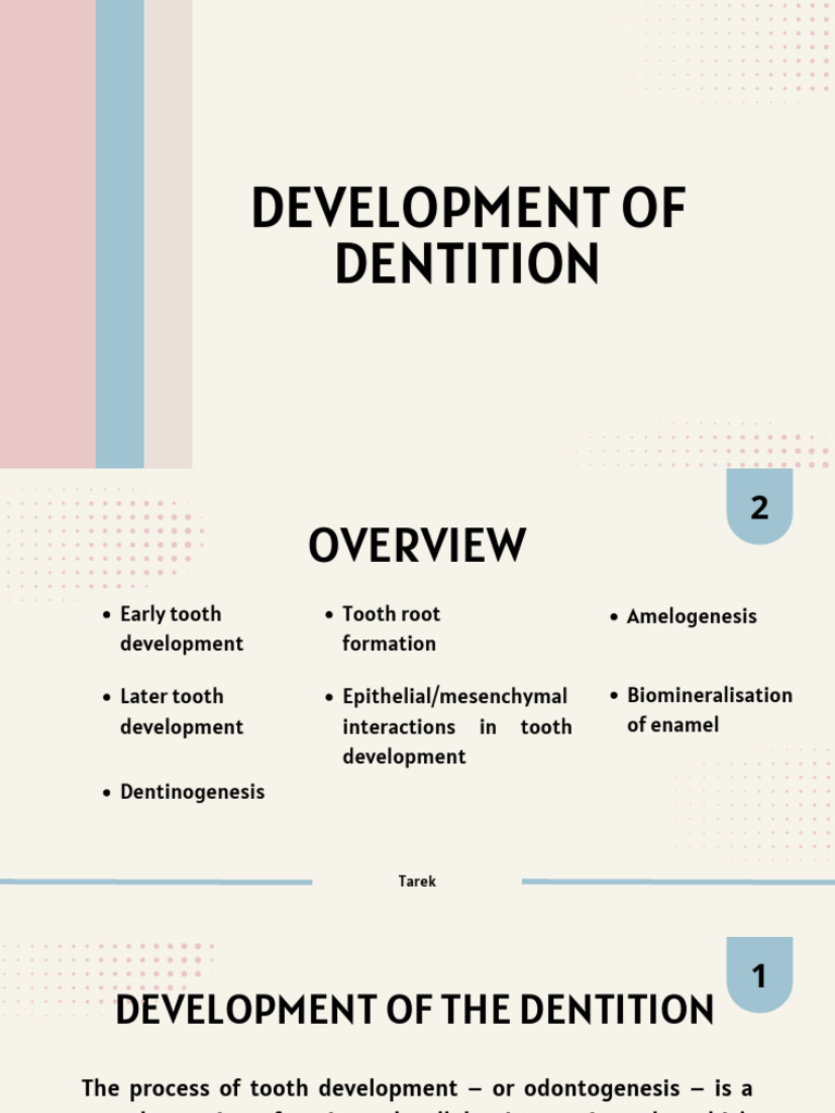Tooth Development and Morphogenesis | PDF | Human Tooth | Dentin