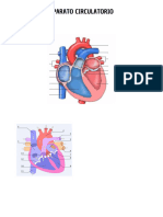 Aparato Circulatorio