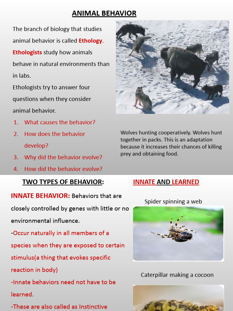Understanding Animal Behavior: Ethology Insights | PDF | Ethology ...