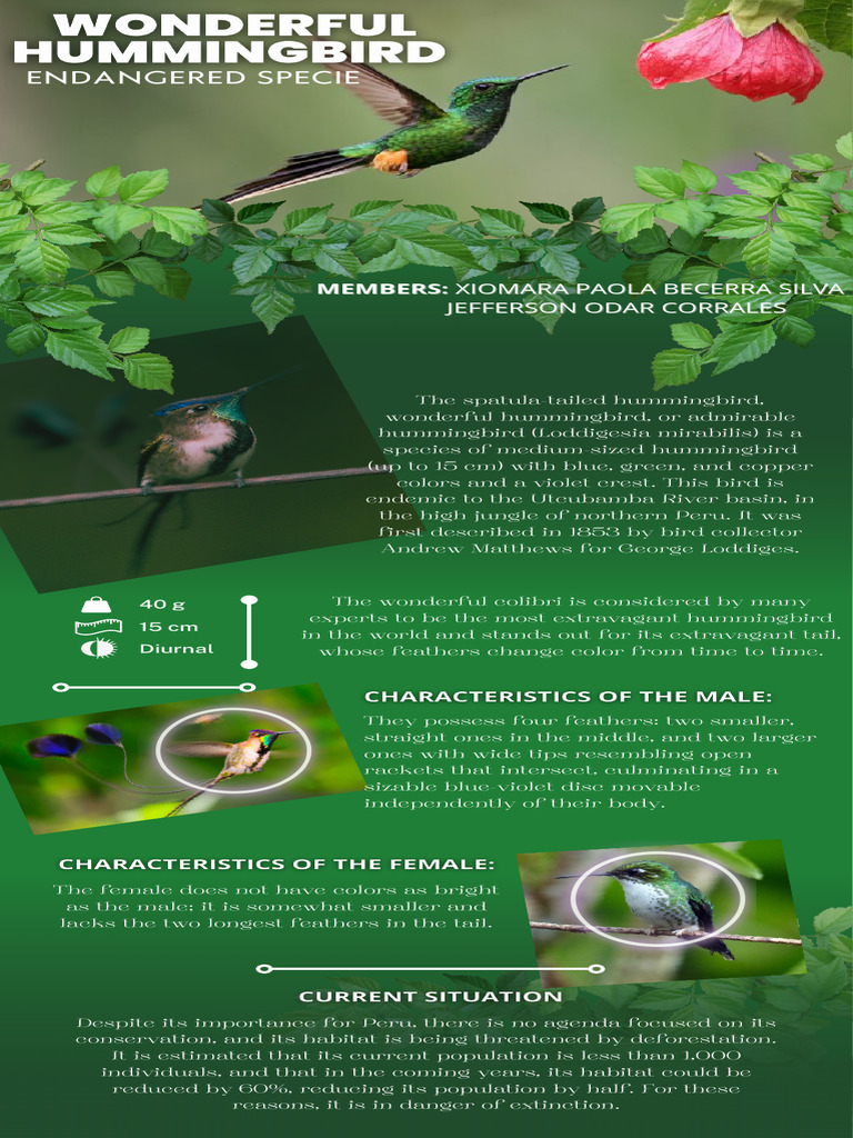 Wonderful Hummingbird Final | PDF | Birds | Feather