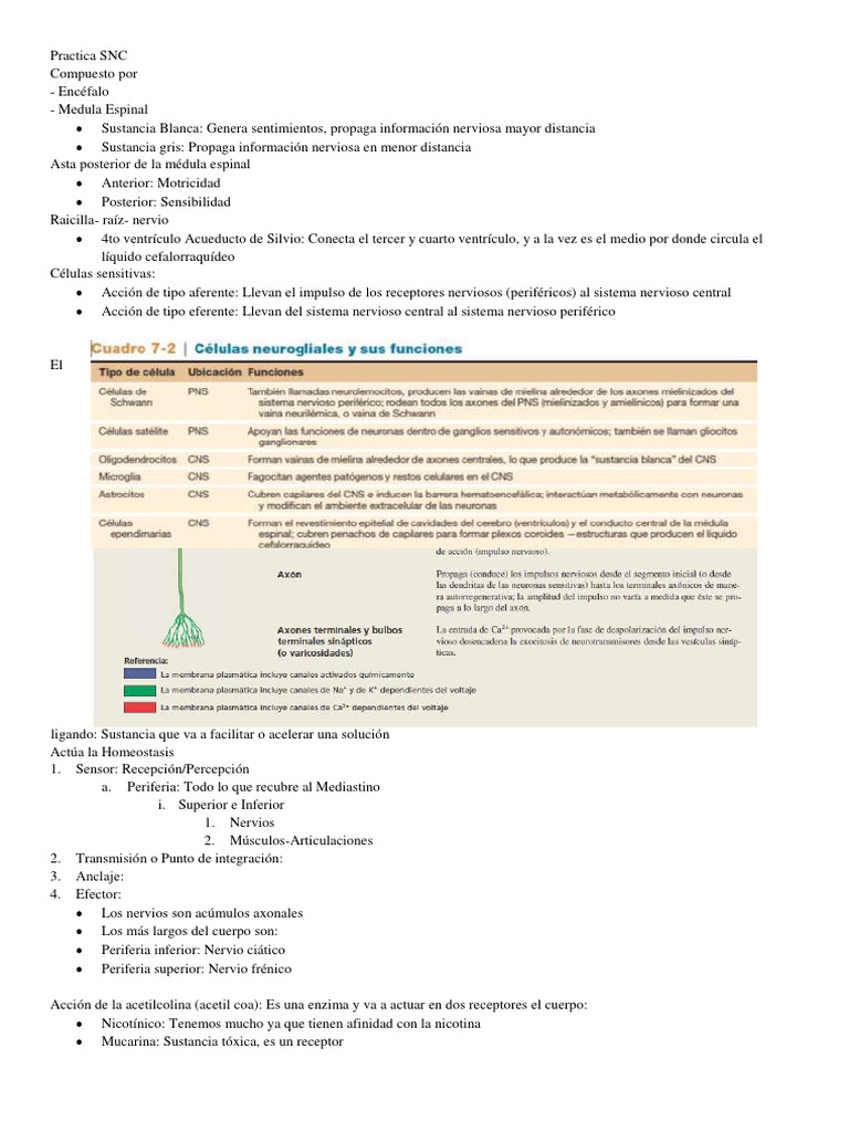 Practica SNC | PDF | Potencial de acción | Sinapsis