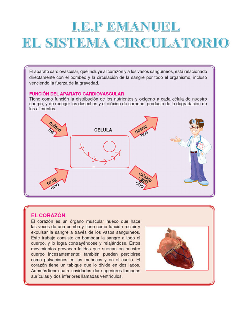 Aparato Cardiovascular para Primaria | PDF | Sistema circulatorio | Corazón