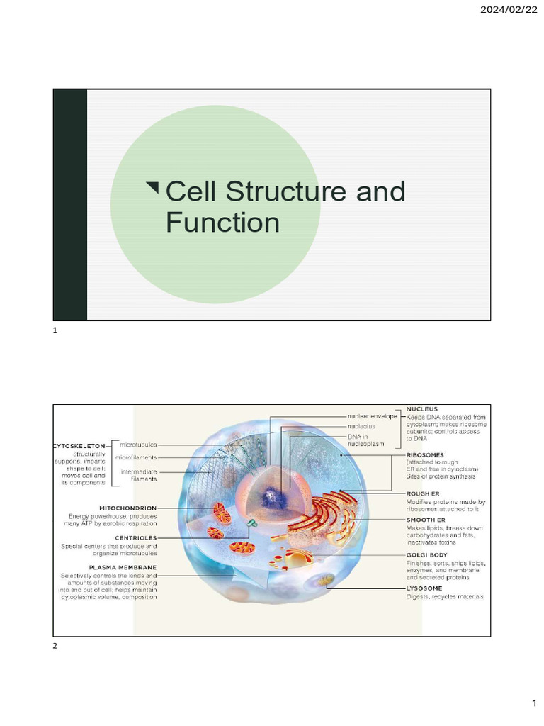 Lecture 5 2024 - Cell Structure and Function | PDF | Endoplasmic ...