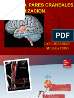 Anatomia de Encefalo Pares Craneales y Vasos Bioingenieria 2020