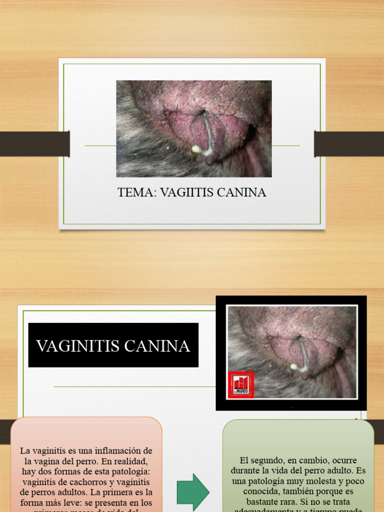 Vaginitis Canina: Causas y Tratamiento | PDF | Vagina | Infección