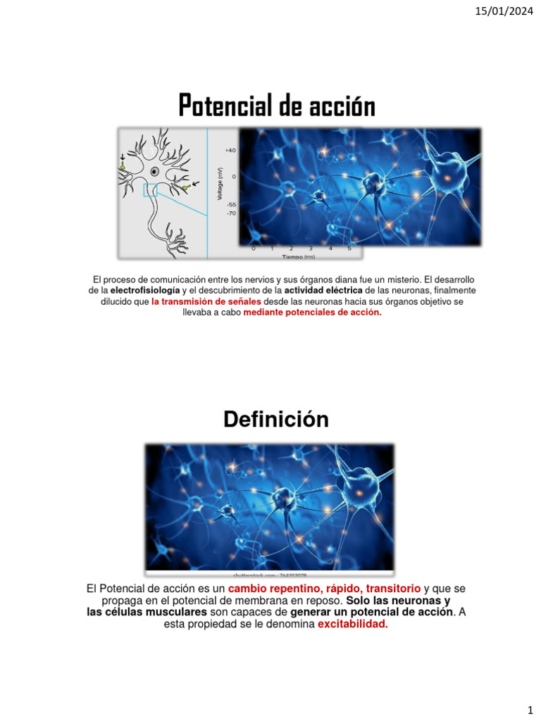 La Neurona y El Potencial de Acción Parte 2 | PDF | Sinapsis ...