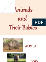 Animals and Their Babies