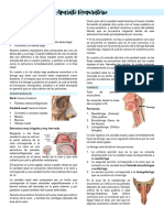 Anatomia solemne 3