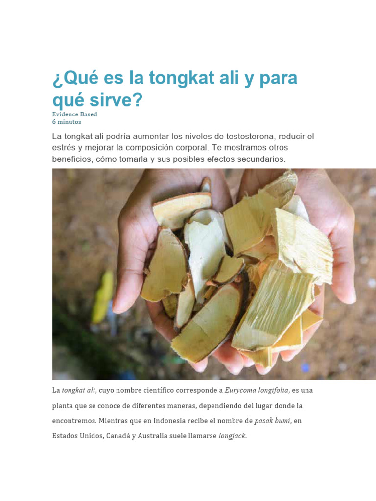 Qué es la tongkat ali y para qué sirve PDF Fertilidad Testosterona