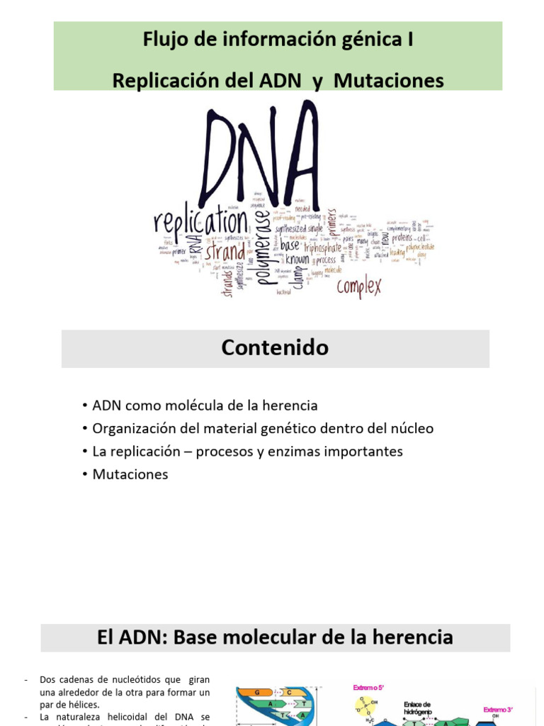 Replicación y Mutaciones del ADN | PDF | Adn | Replicación De Adn