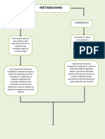 Mapa Conceptual Del Metabolismo