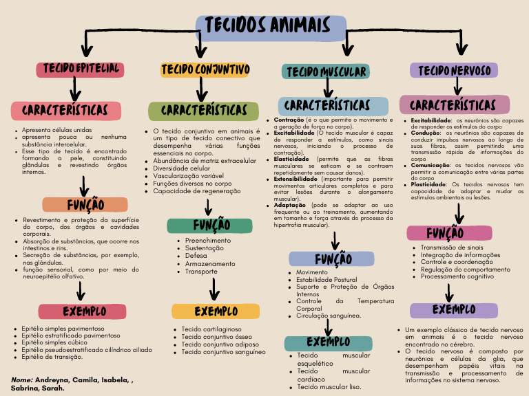 Estrutura e Função dos Tecidos Animais | PDF | Epitélio | Tecido (Biologia)