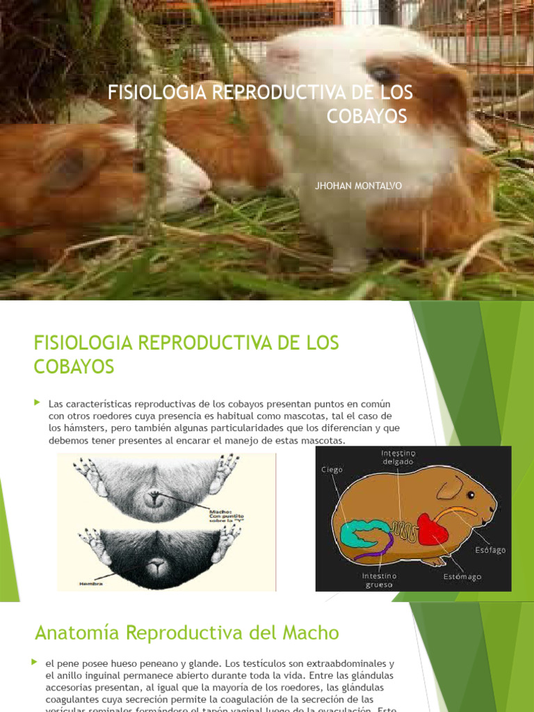 Anatomía De La Cobaya Hembra Cobayas – WILD VETERINARY