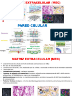 Matriz Extracelular y Pared Celular_2010_CRamírez_Abril 13_