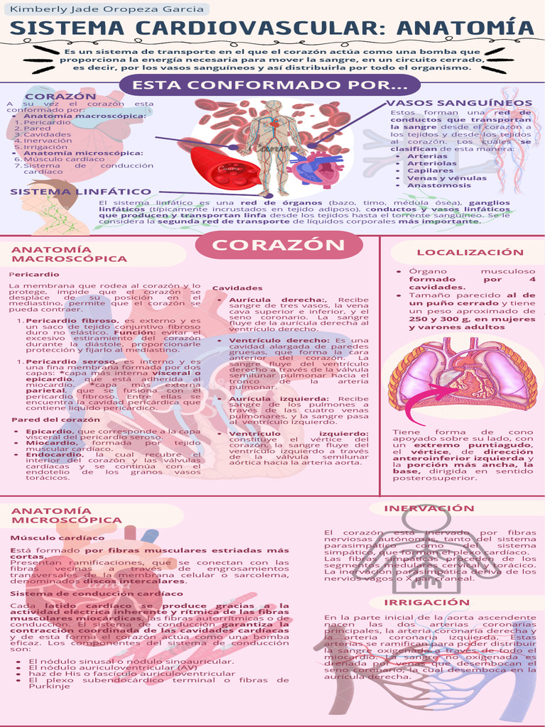 Infografía Sistema Cardiovascular - 20240520 - 211402 - 0000 ...