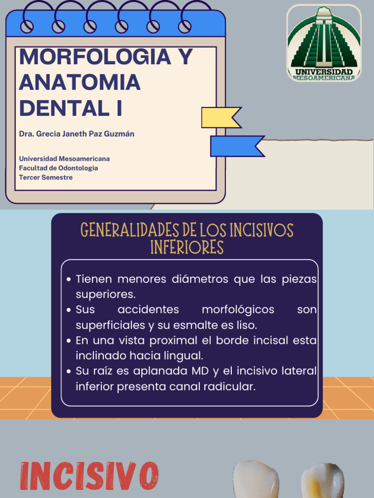 Anatomía del Incisivo Lateral Inferior | PDF | Diente | Boca