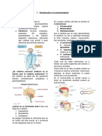 Introducción A La Neuroanatomía