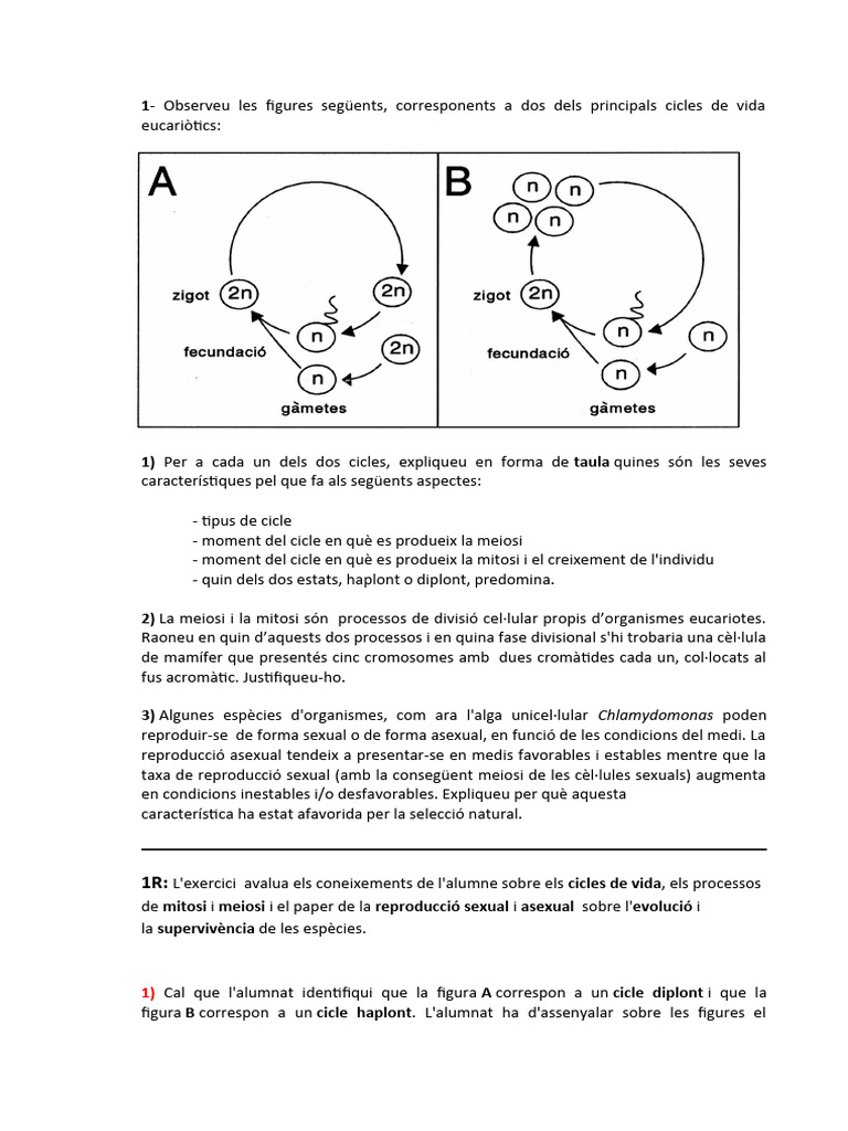 Cicles | PDF