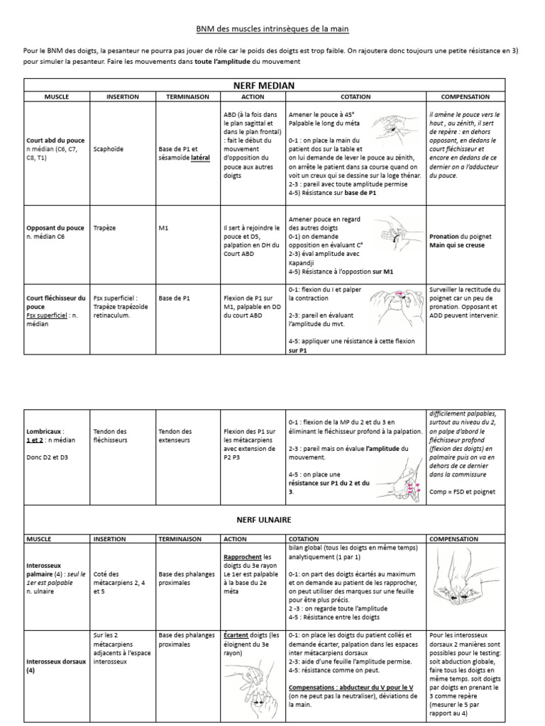 Bilan Musculaire de la Main | PDF | Main | Anatomie