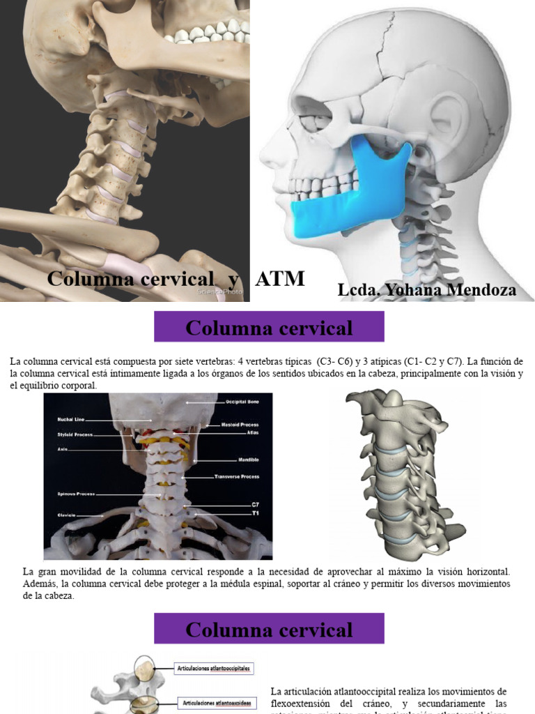 Columna Cervical, ATM | PDF | La columna vertebral | Vértebra