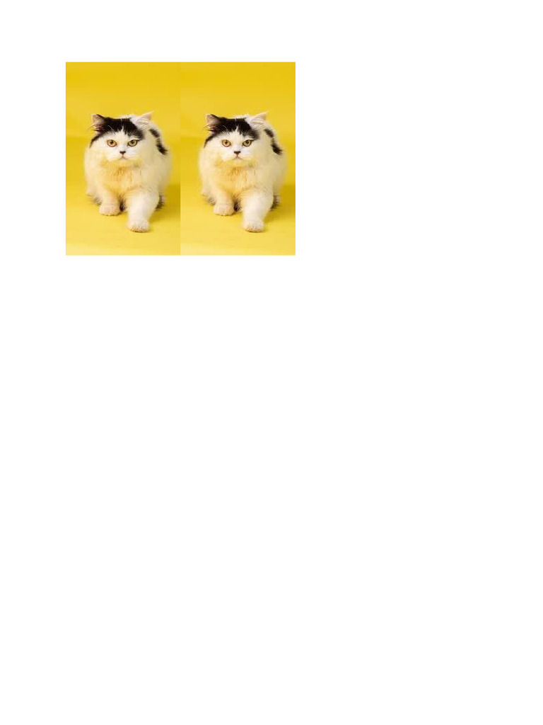 Kucing 2 | PDF