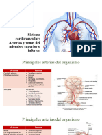 Aparato Cardiovascular. Arterias y Venas Del Miembro Superior e Inferior