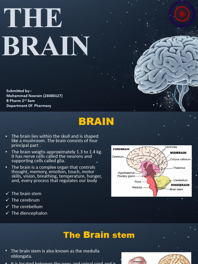 The Brain | PDF