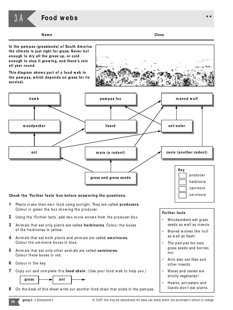 Food Web Colouring Activity Download Free PDF Foods Plants