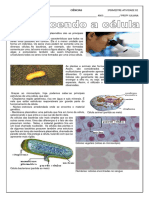 3 BIMESTRE ATIVIDADE 02 Conhecendo As Células
