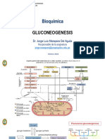 Gluconeogenesis Nivelacion 2024 Fe