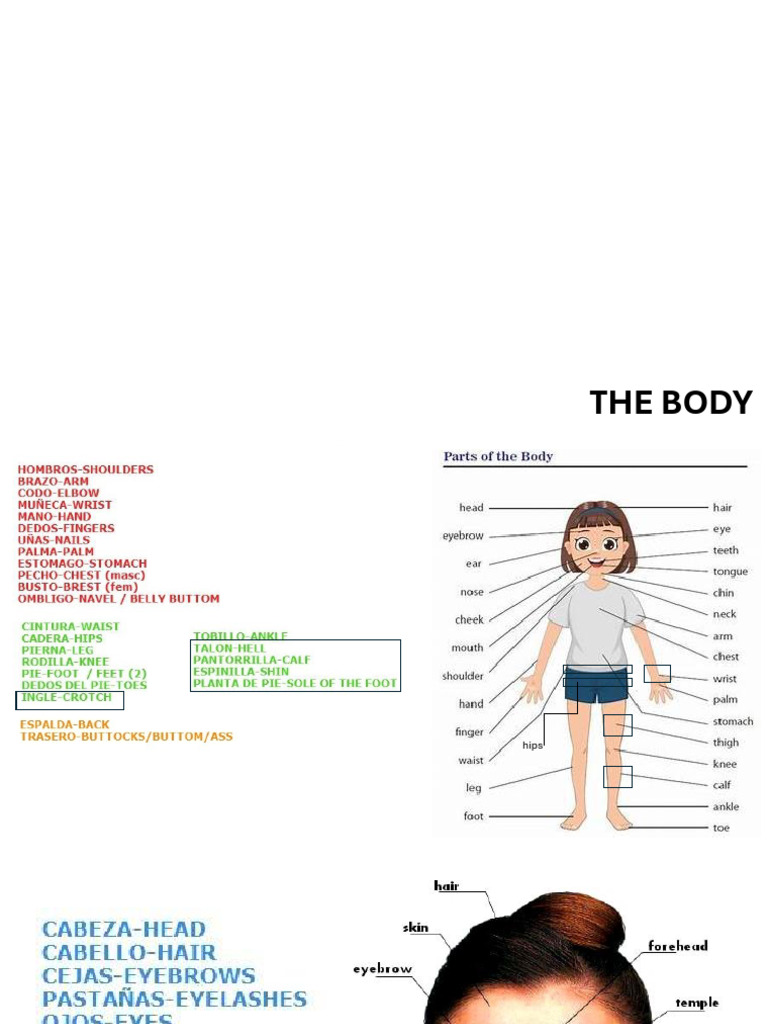 Body Parts | PDF
