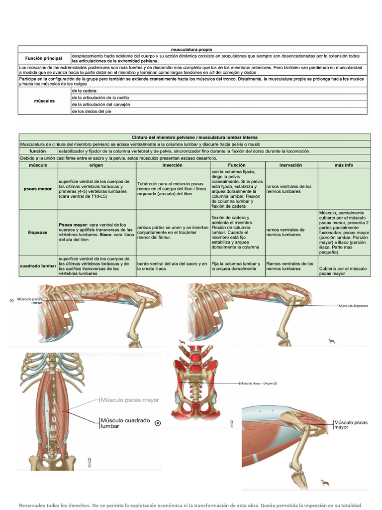 Ultrasonido de la Vena Porta: Evaluación Hemodinámica, image size:768x1024