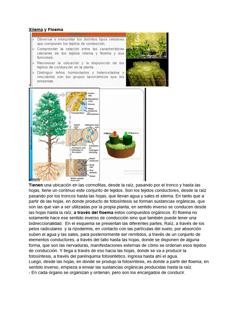 Tejidos Conductores en Plantas | PDF | Raíz | Tallo de la planta