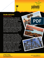 Palma Datilera