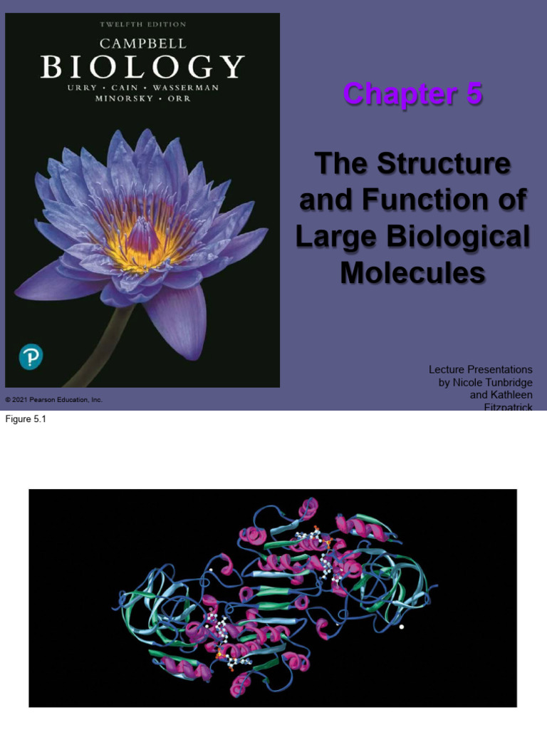 Structure and Function of Macromolecules | PDF | Protein Structure ...