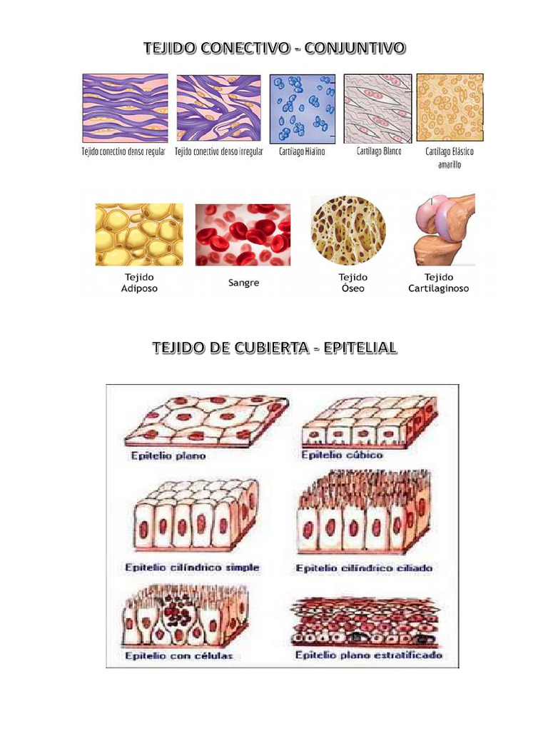 Tejidos Conectivo y Epitelial | PDF