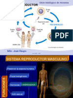 Sistema Reproductor