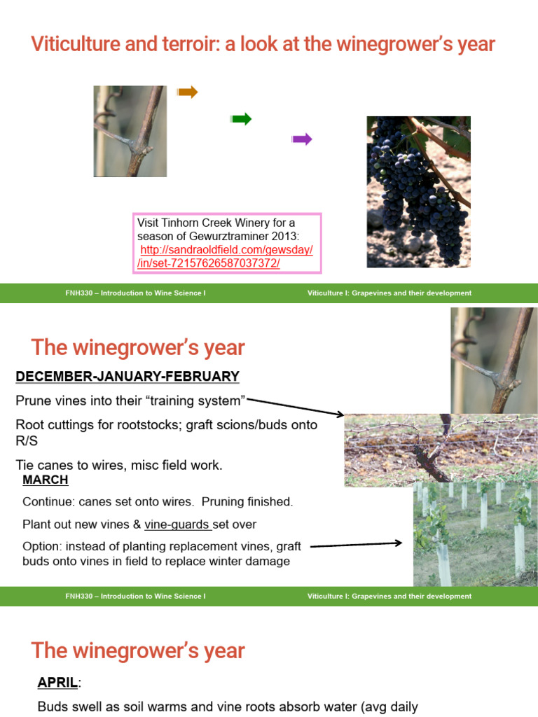 Wine Science Viticulture Guide Pdf Viticulture Wine