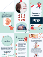 Desarrollo Prenatal