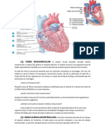Aparato Cardiovascular Del Corzon Elaborado Por Jhostin Jose Trujillo Aguero - 111921