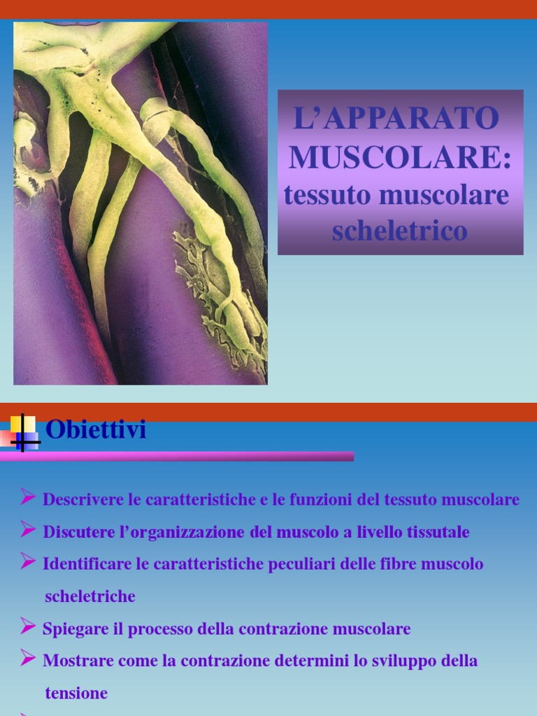 Potenziale D Azione Muscolo Scheletrico