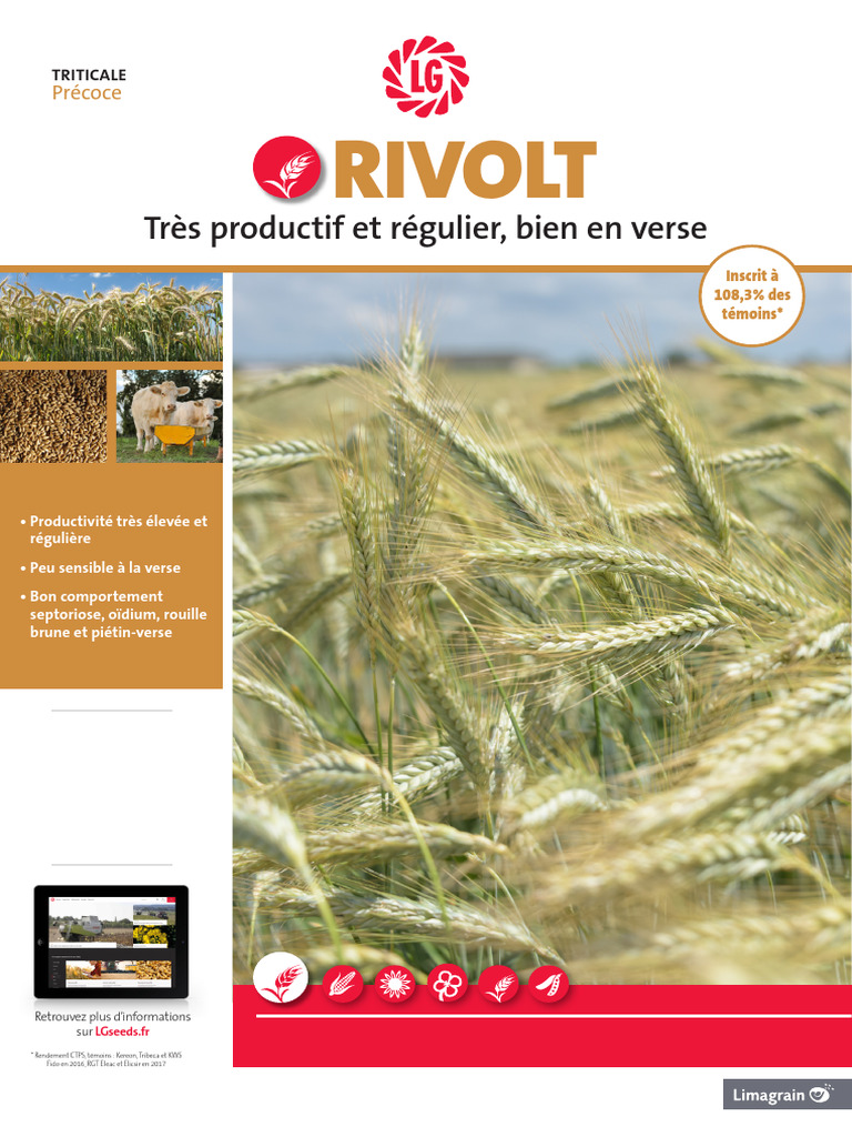 Triticale Rivolt : Productivité et Résistance | PDF | Plantes | Cultures