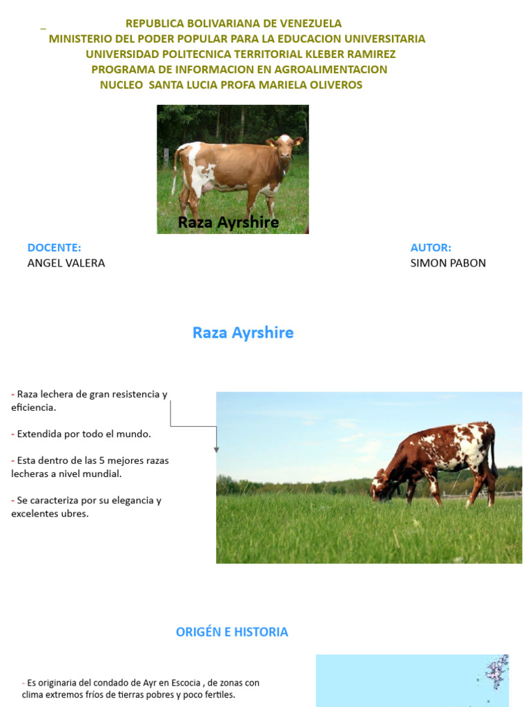 Raza Ayrshire: Características y Manejo | PDF | Leche | Vacas