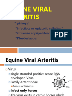 Equine Viral Arteritis - KMC