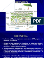 Clase Teorica-Fotosintesis-2024 Parte 2