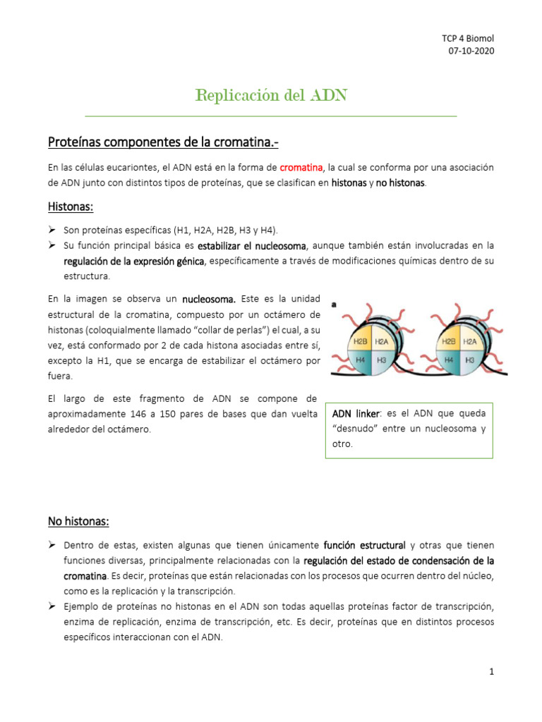 Estructura y Replicación del ADN | PDF | Histona | Ciclo celular