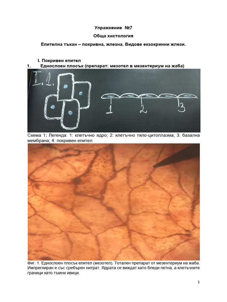 Епителна тъкан | PDF