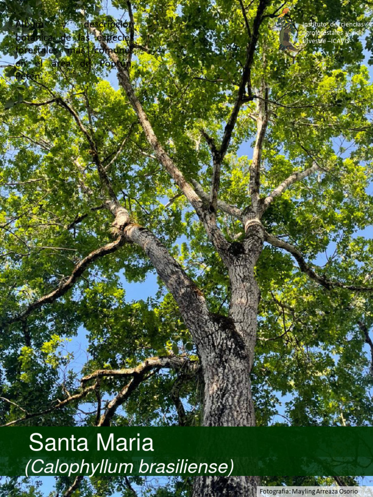 Características del Árbol Santa María | PDF | Arboles | Botánica