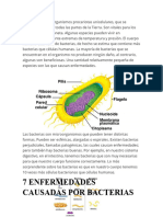 Las Bacterias Son Organismos Procariotas Unicelulares