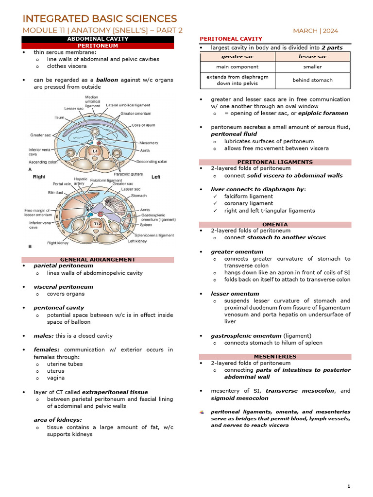 Anatomy of the Peritoneal Cavity | PDF | Stomach | Peritoneum